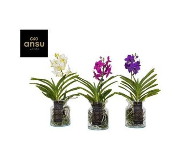 VANDA VARIE VERRE