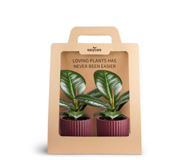 FICUS CERAM X2 CARTON
