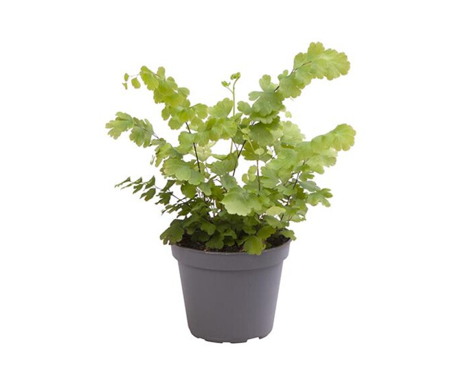 ADIANTUM RADDIANUM FRITZ LUTHI