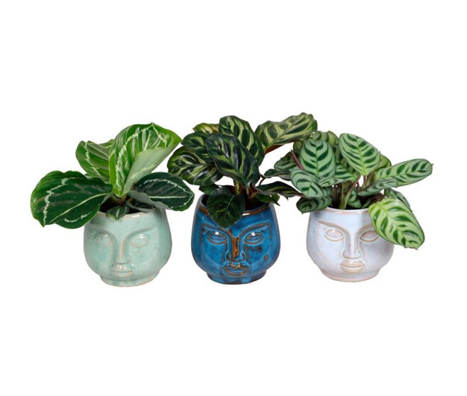 CALATHEA VARIE CERAM