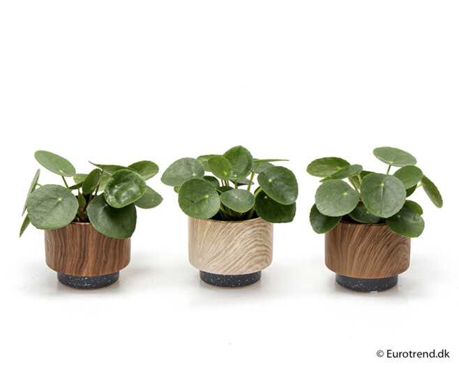 PILEA PEPEROMOIDES CERAM