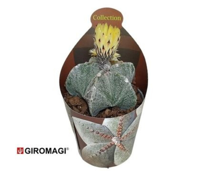 ASTROPHYTUM MYRIOSTIGMA