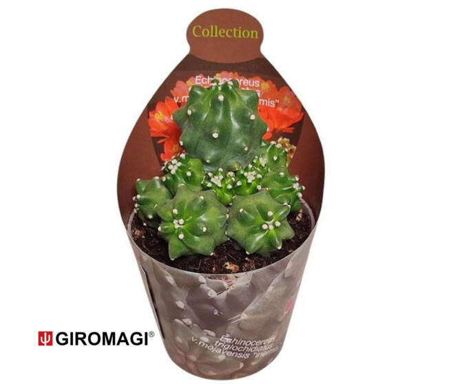 ASTROPHYTUM MYRIOSTIGMA