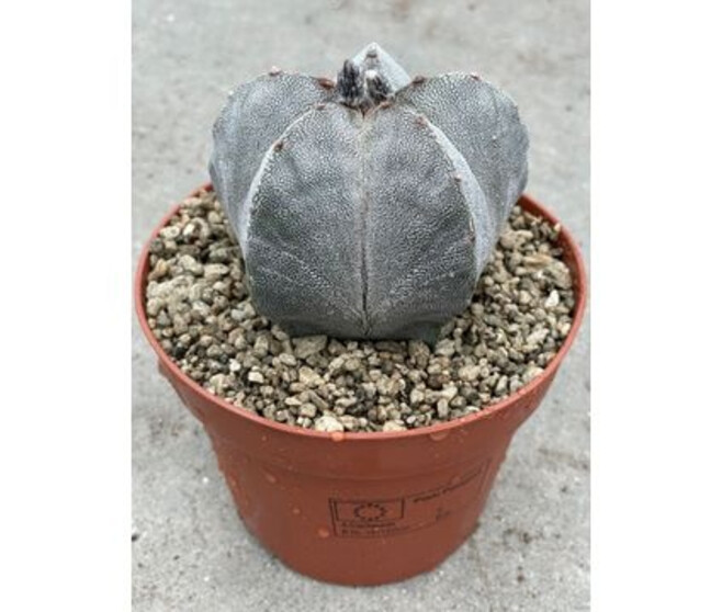 ASTROPHYTUM MYRIOSTIGMA
