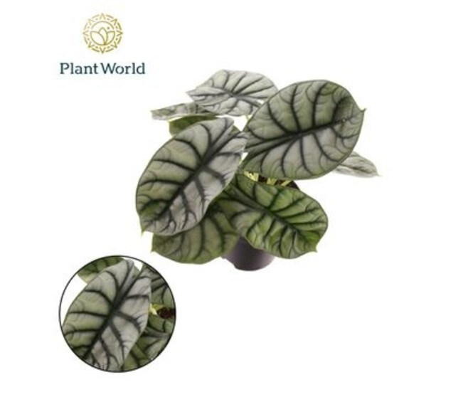 ALOCASIA NEBULA SILVER