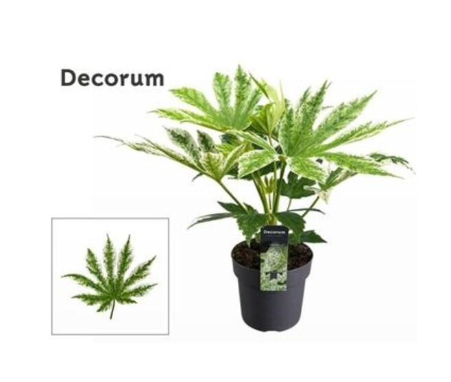 ARALIA SPIDER WEB PANACHE