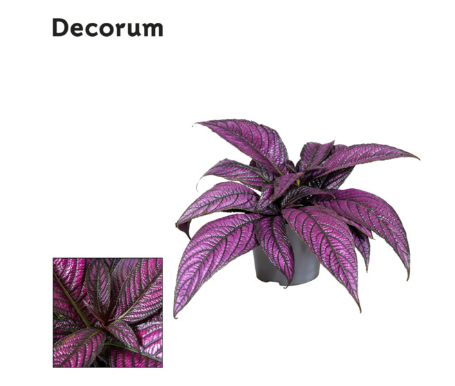 STROBILANTHES DYERANIA