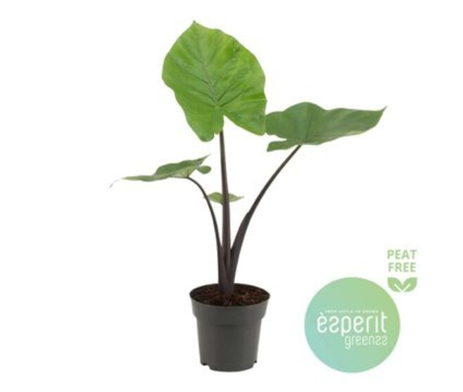 ALOCASIA BLACK COBRA