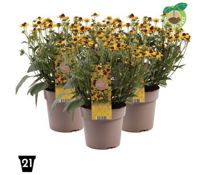 RUDBECKIA LITTLE GOLDSTAR