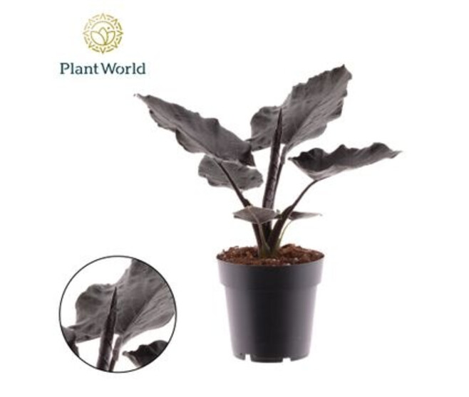 ALOCASIA ANTORO VELVET