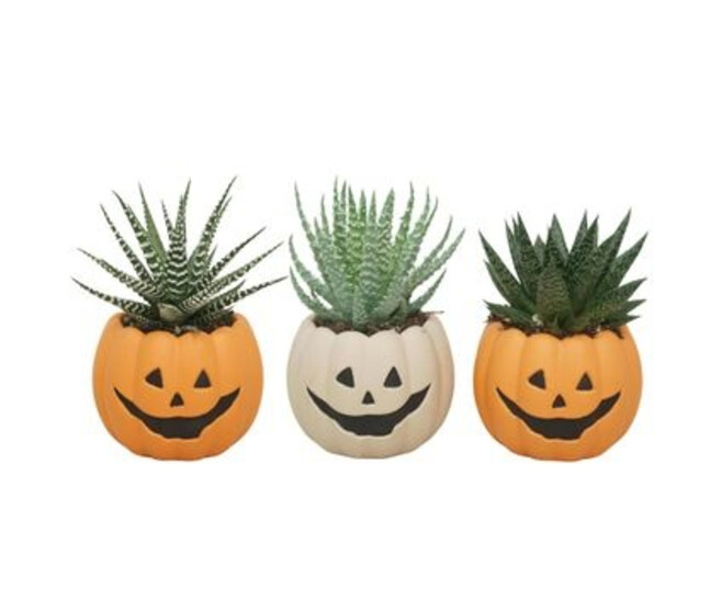 ALOE VARIES CERAM DECO HALLOWEEN