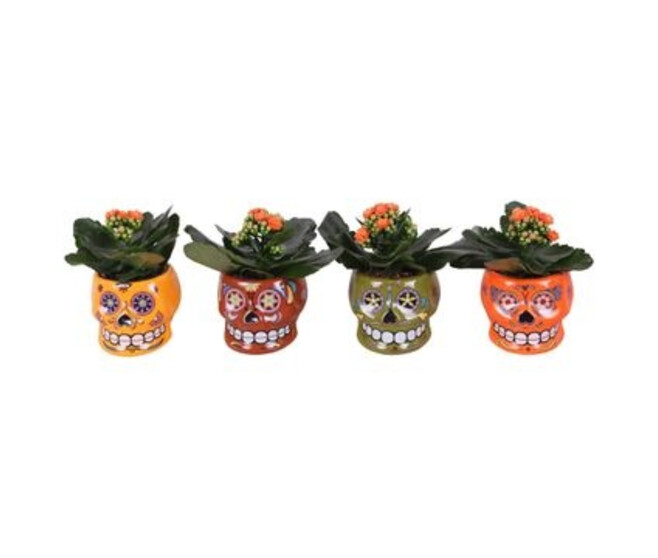 KALANCHOE FL DBLE CERAM LOS MUERTOS