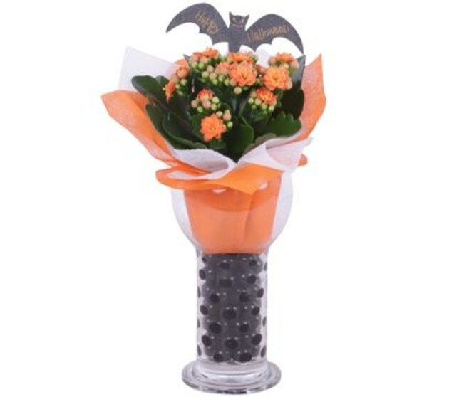 KALANCHOE FL DBLE VERRE DECO HALLOWEEN