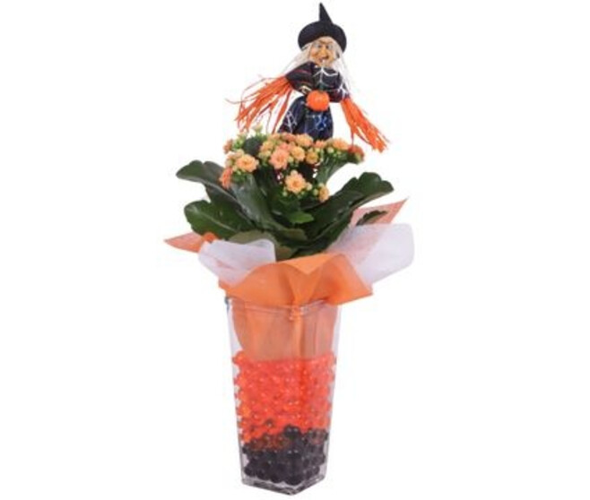 KALANCHOE FL DBLE VERRE DECO HALLOWEEN