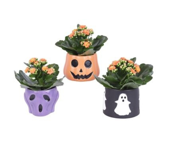 KALANCHOE FL DBLE CERAM HALLOWEEN