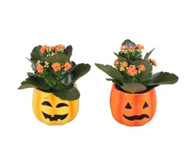 KALANCHOE FL DBLE CERAM HALLOWEEN