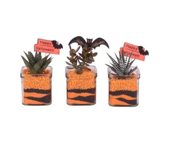 COMPO SUCCULENTE VERRE HALLOWEEN