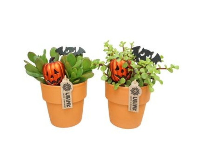 CRASSULA CERAM DECO HALLOWEEN