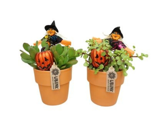 CRASSULA CERAM DECO HALLOWEEN