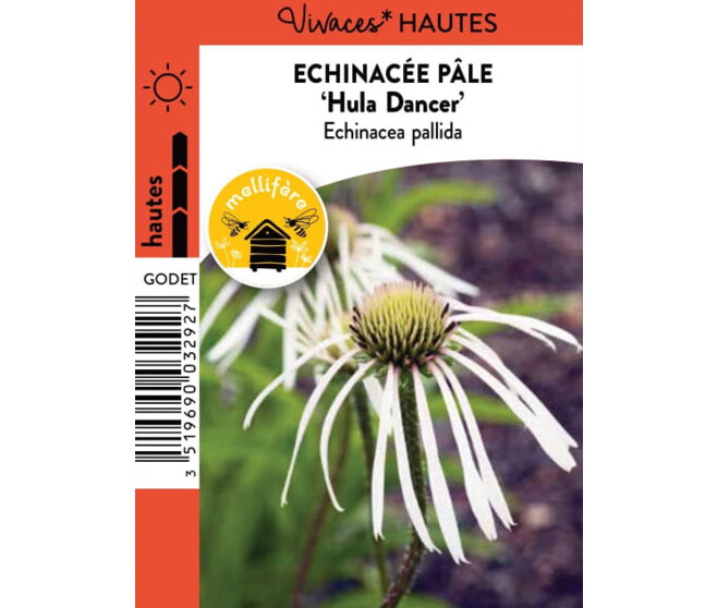 ECHINACEA PALLIDA HULA DANCER BQ10