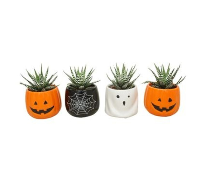 CACTUS HAWORTHIA CERAM HALLOWEEN