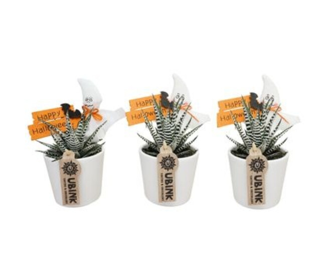 CACTUS HAWORTHIA CERAM DECO HALLOWEEN