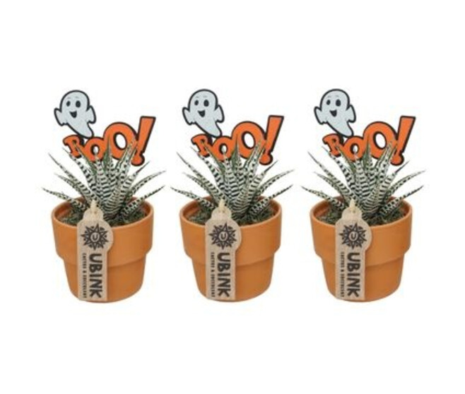 CACTUS HAWORTHIA CERAM DECO HALLOWEEN