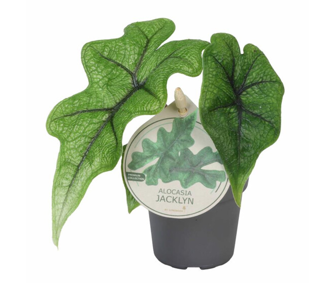 ALOCASIA JACKLYN