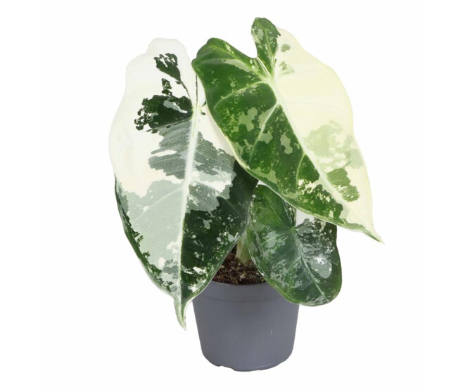 ALOCASIA MICHOLITZIANA FRYDEK