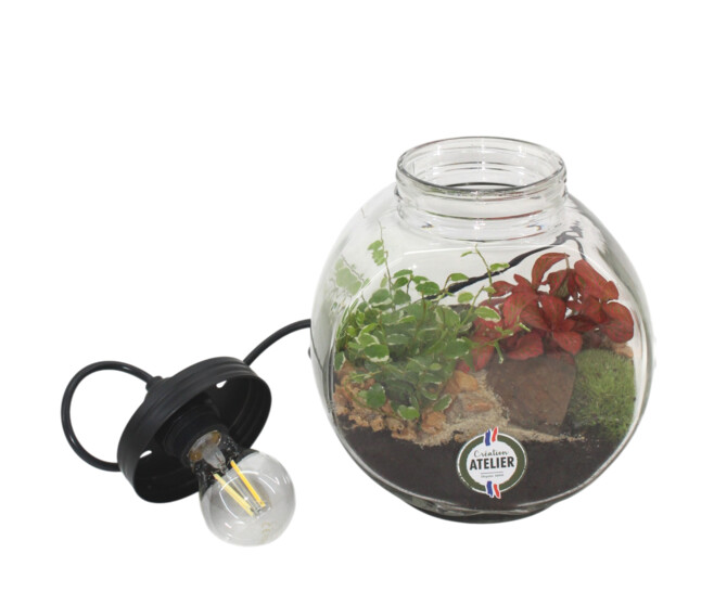 TERRARIUM LUMINEUX ROND 20