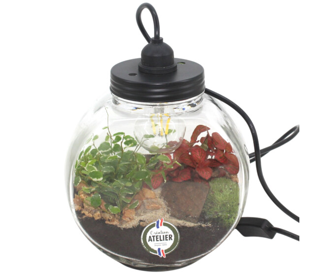 TERRARIUM LUMINEUX ROND 20