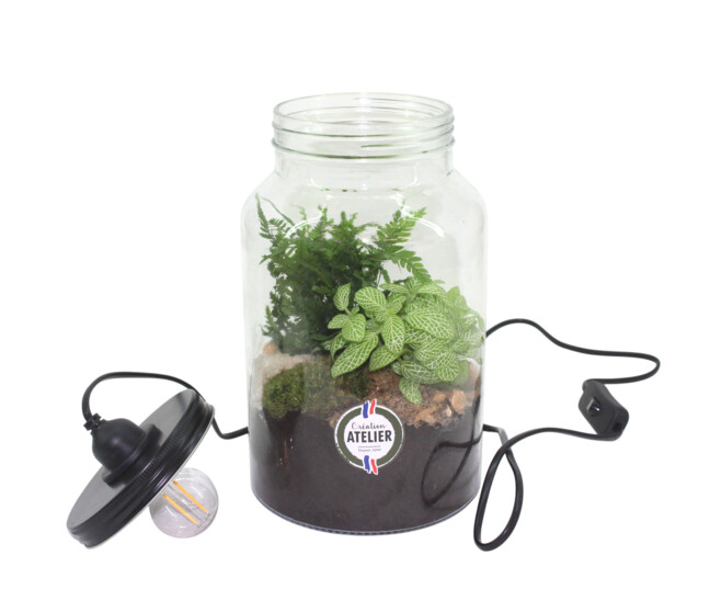 TERRARIUM LUMINEUX HAUT 20