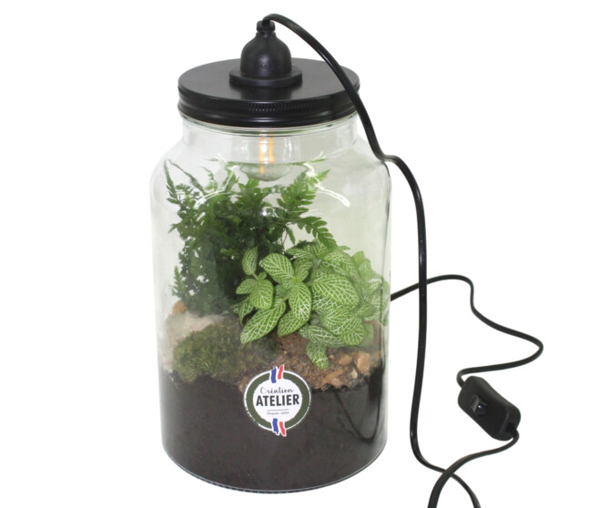 TERRARIUM LUMINEUX HAUT 20