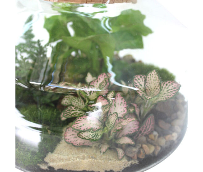 TERRARIUM EXAGONAL 20