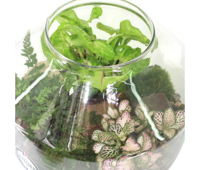 TERRARIUM EXAGONAL 20