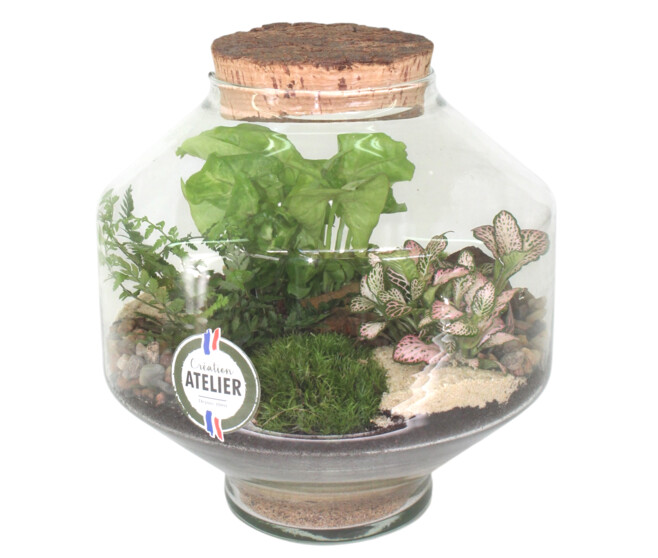 TERRARIUM EXAGONAL 20