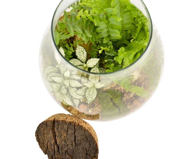 TERRARIUM RUCHE 20