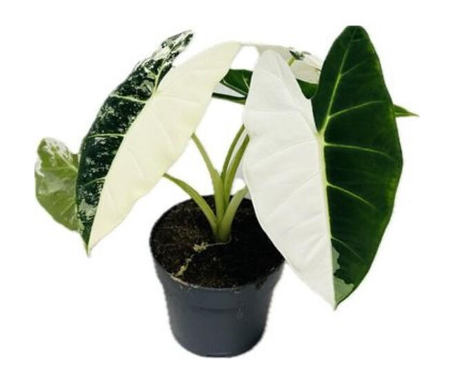 ALOCASIA FRYDEK
