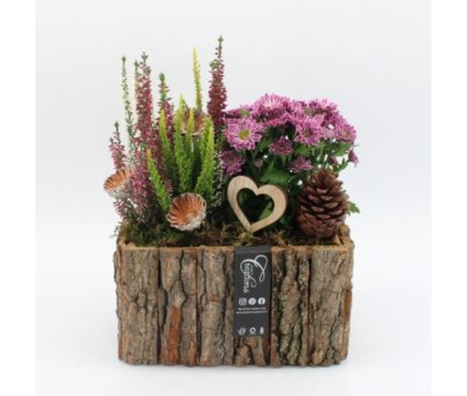COMPO 2 PLANTES P BOIS