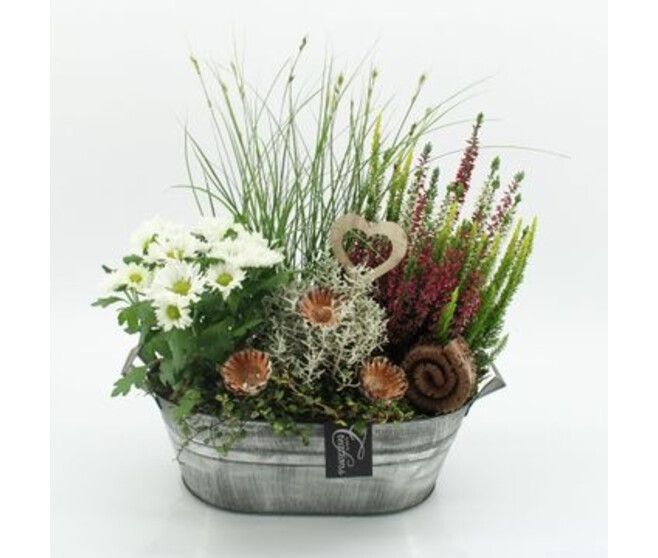 COMPO 5 PLANTES ZINC
