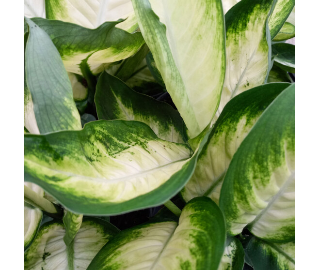 DIEFFENBACHIA TROPIC MARIANNE