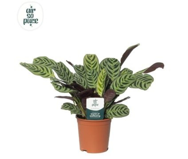 CTENANTHE BURLE MARXII