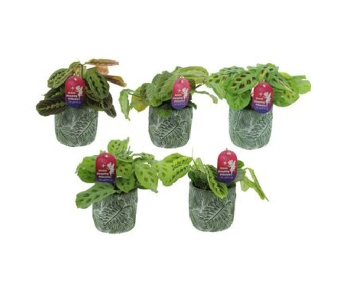 MARANTA FASCINATOR CERAM