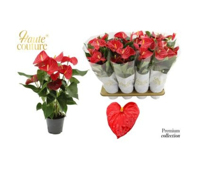 ANTHURIUM ANDREANUM CASPARO ROUGE