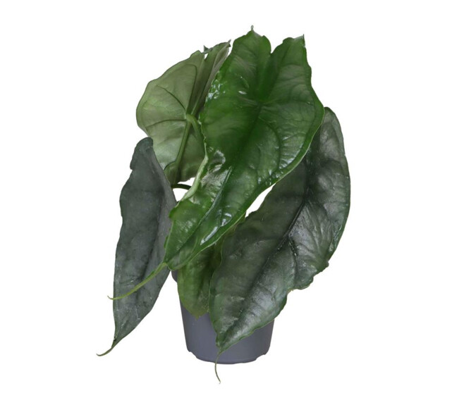 ALOCASIA DRAGON BREATH