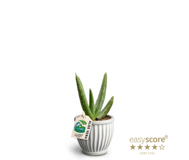ALOE VERA CERAM
