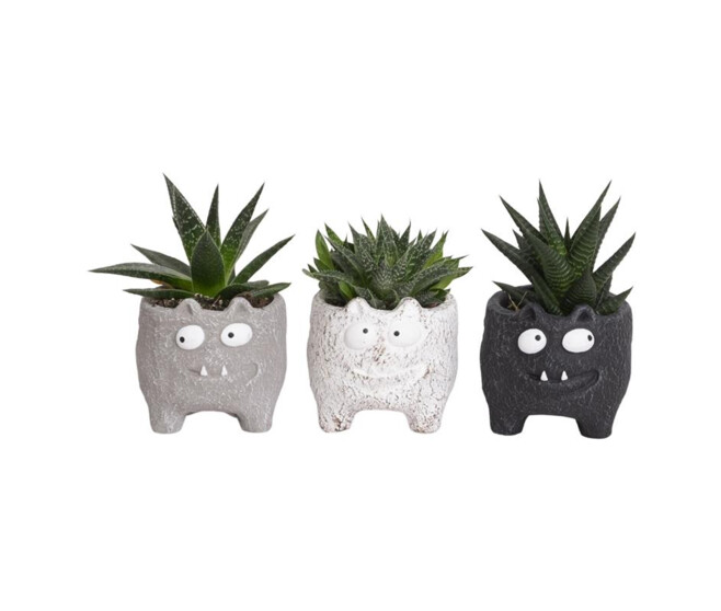 SUCCULENTE CERAM MONSTRE