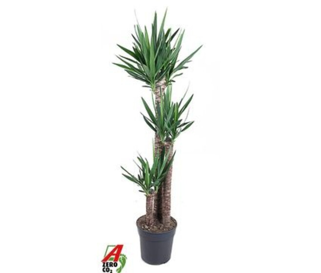 YUCCA 120-75-45
