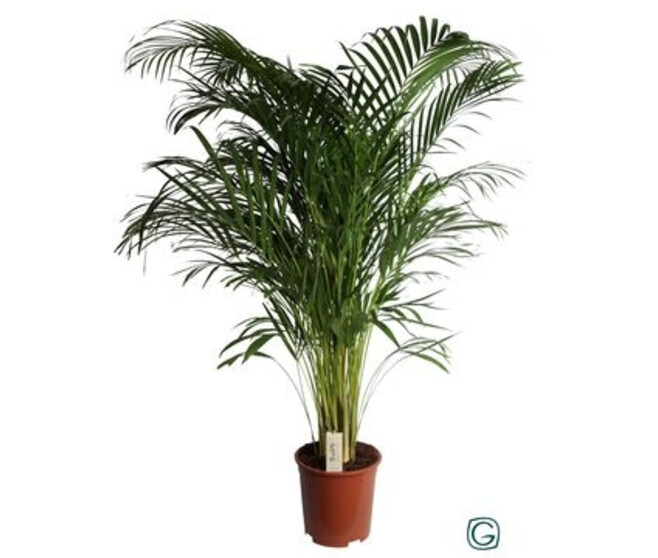 ARECA CHRYSALIDOCARPUS