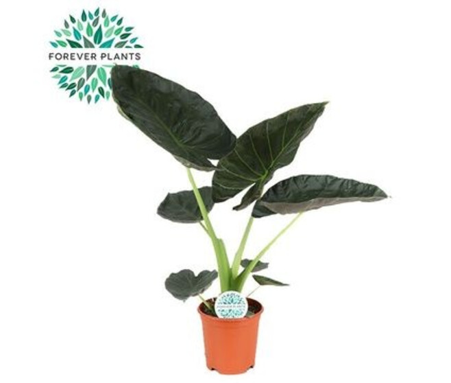 ALOCASIA REGAL SHIELDS